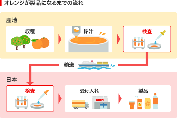 オレンジが製品になるまでの流れ